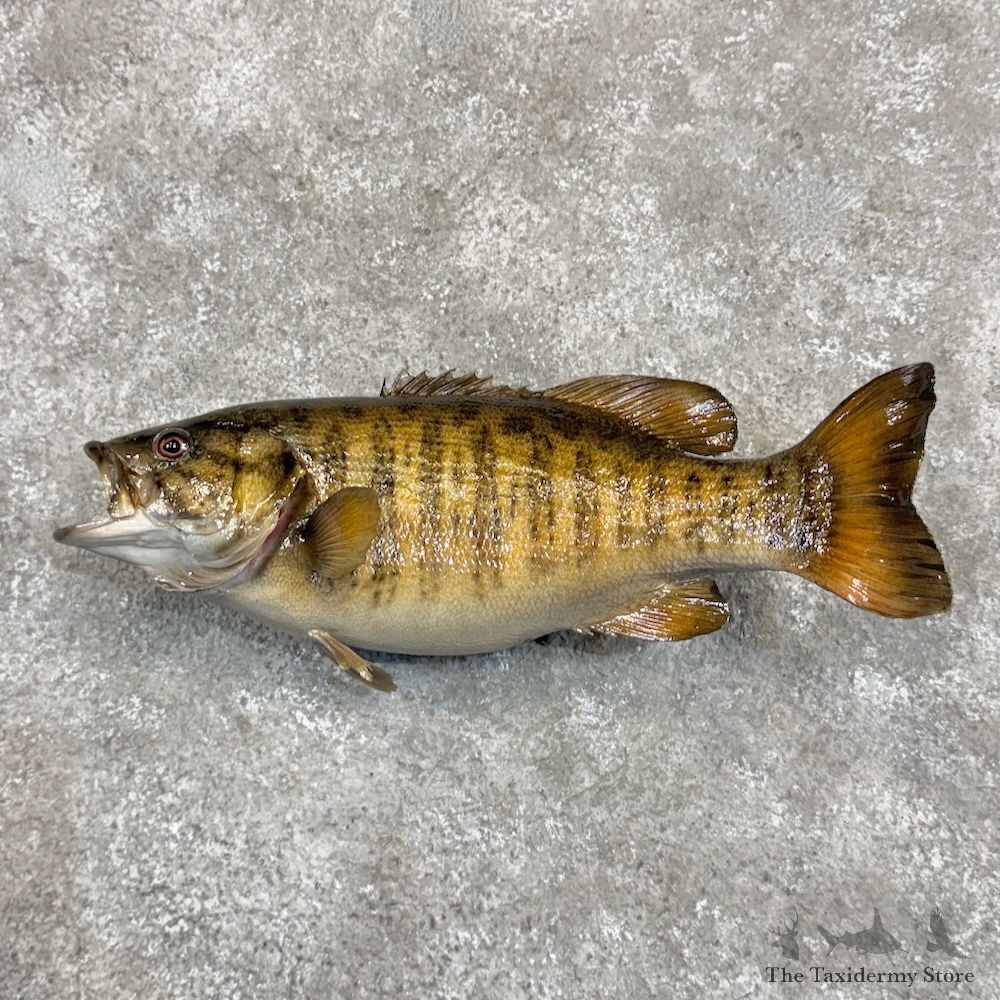 Smallmouth Bass Fish Mount For Sale #30008 @ The Taxidermy Store