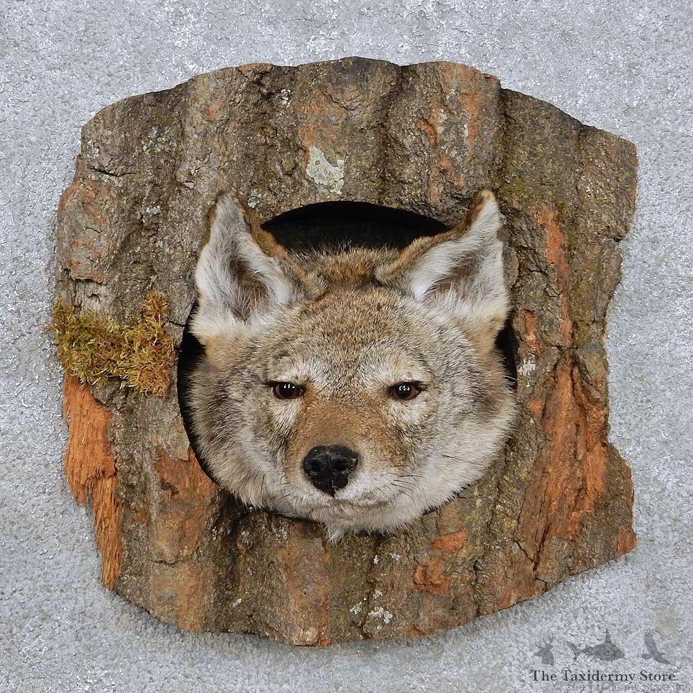 Coyote Head Mount For Sale #14229 @ The Taxidermy Store