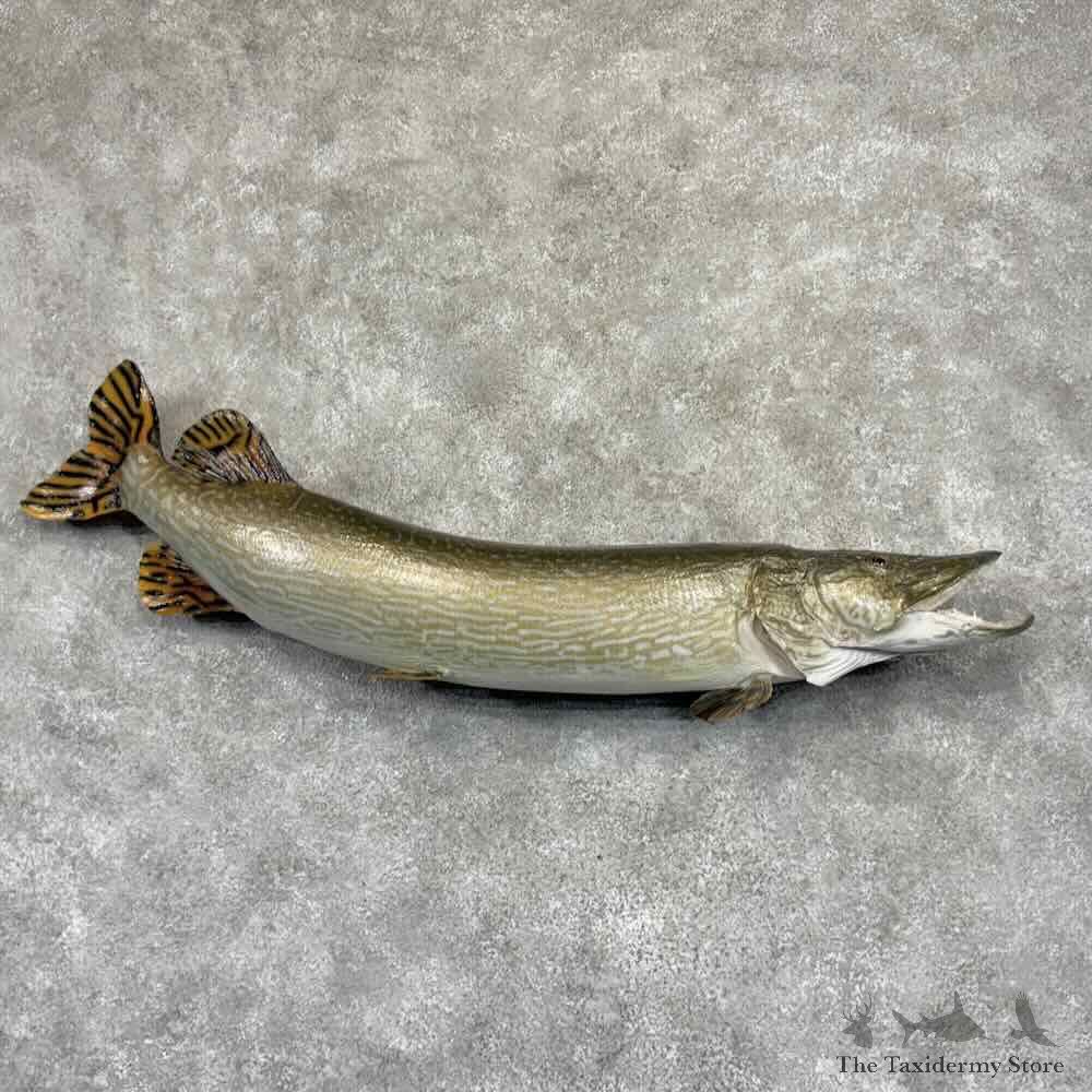 Northern Pike Fish Mount For Sale #31911 @ The Taxidermy Store