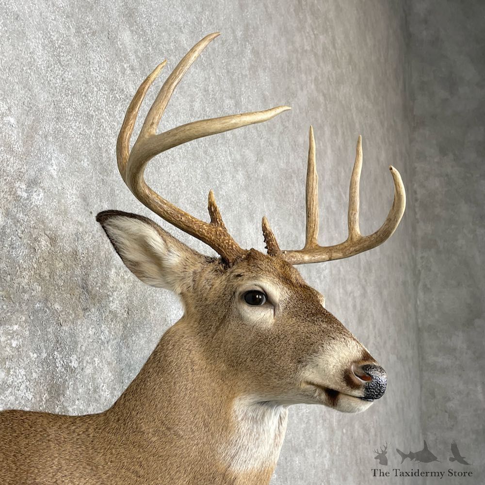 Whitetail Deer Shoulder Mount For Sale #27140 - The Taxidermy Store