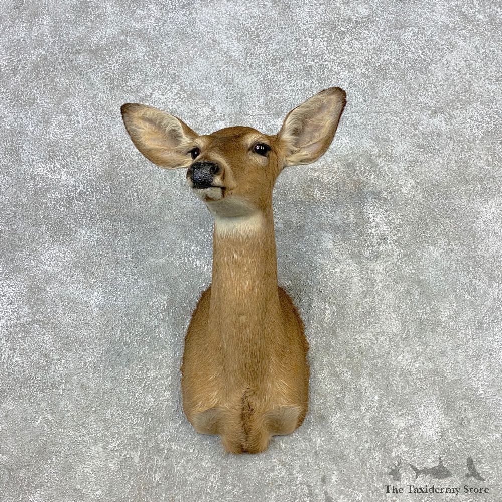 Whitetail Deer Doe Shoulder Mount For Sale #21646 @ The Taxidermy Store