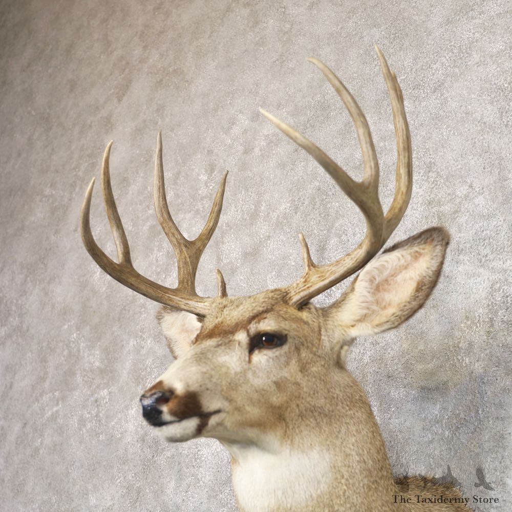 Mule Deer Shoulder Mount For Sale #22194 @ The Taxidermy Store