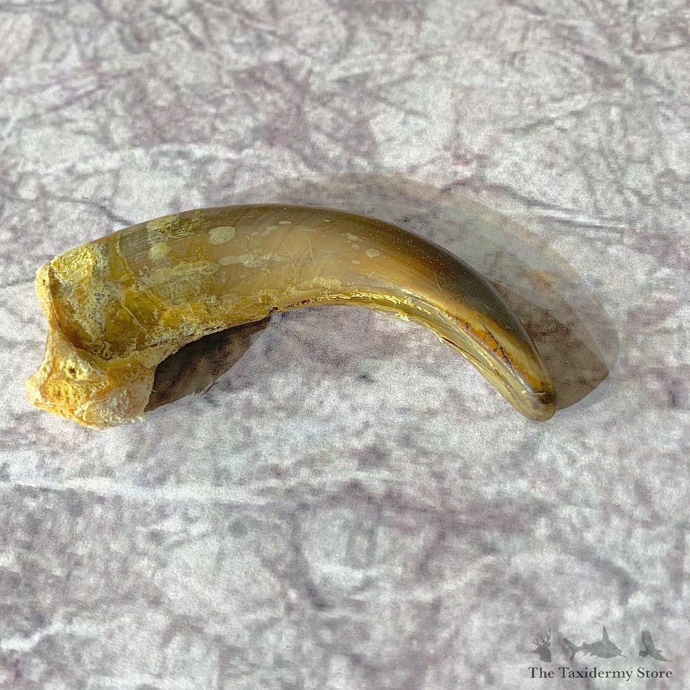 Grizzly Bear Claw For Sale #21912 @ The Taxidermy Store