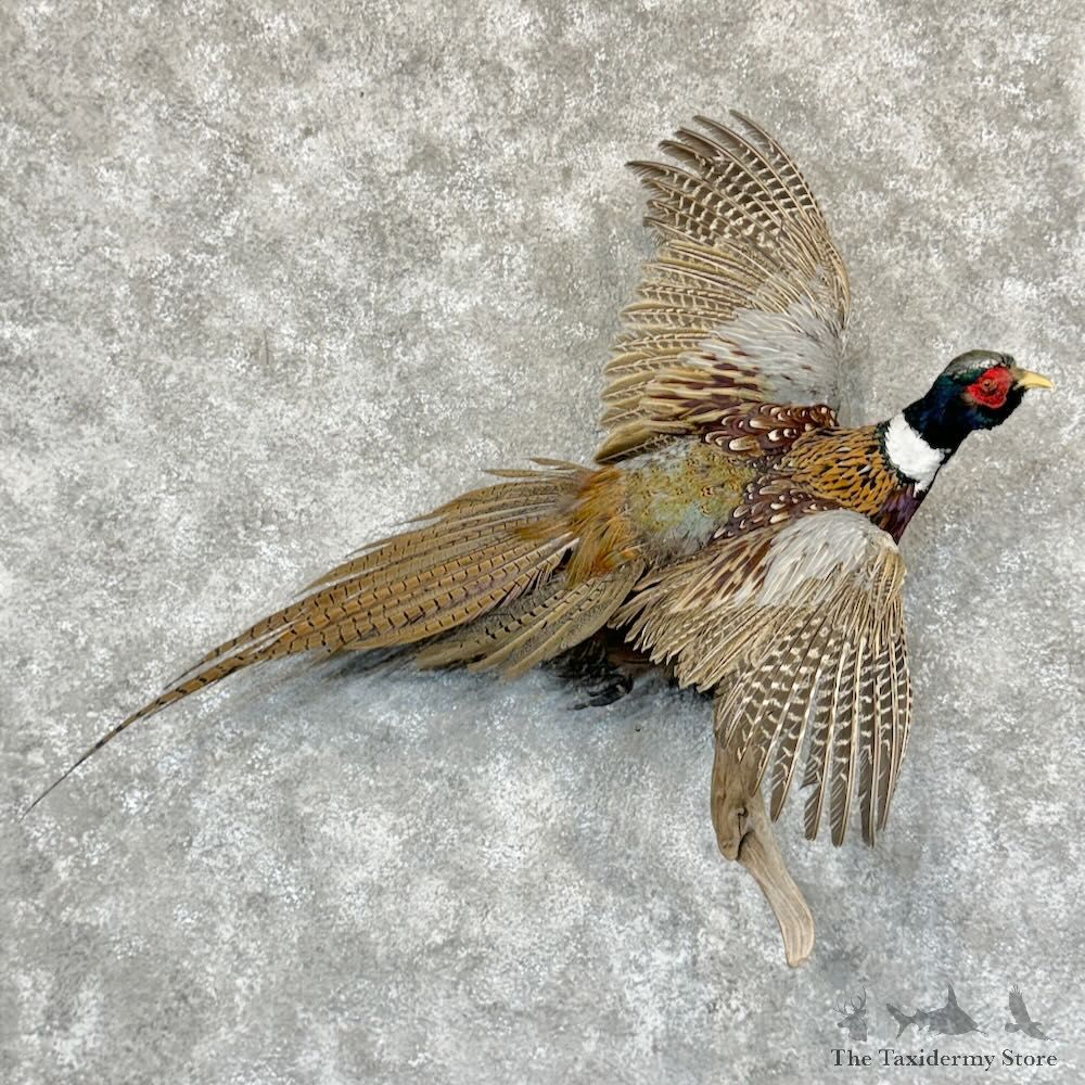 Ringneck Pheasant Bird Mount For Sale #29151 @ The Taxidermy Store