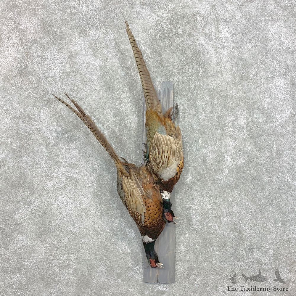 Double Ringneck Pheasant Harvest Mount For Sale #22294 @ The Taxidermy Store