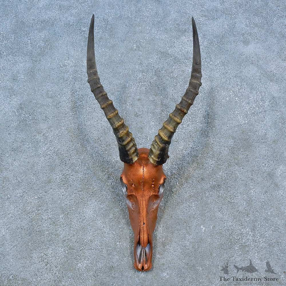 Blesbok Skull & Horn European Mount For Sale #15495 @ The Taxidermy Store