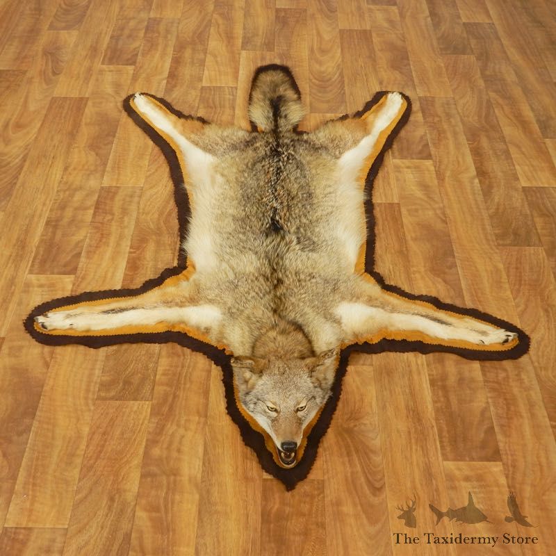 Coyote Rug Taxidermy Mount #17438 For Sale @ The Taxidermy Store