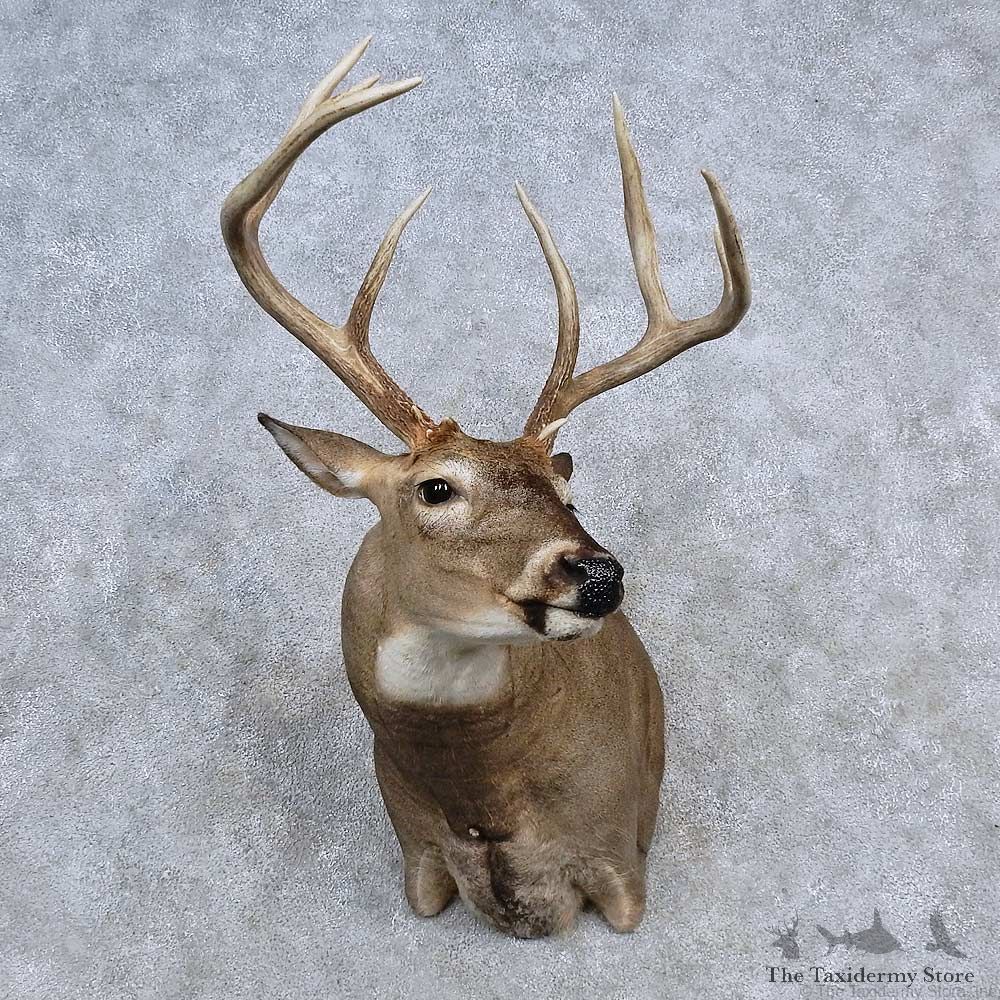 Whitetail Deer Shoulder Mount For Sale #15660 @ The Taxidermy Store