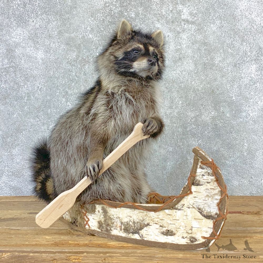 Canoeing Raccoon Novelty Mount For Sale #23202 @ The Taxidermy Store