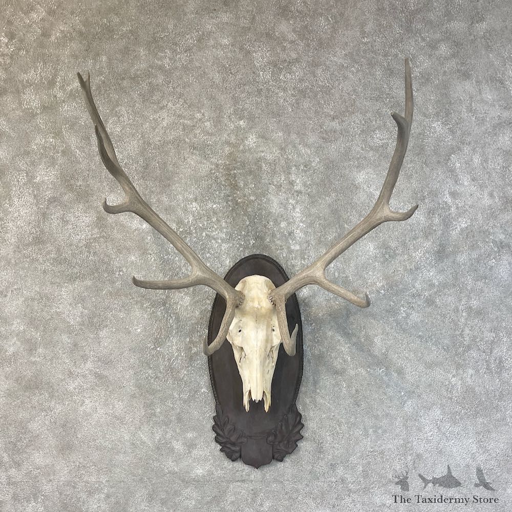 Rocky Mountain Elk Plaque Mount For Sale #25203 @ The Taxidermy Store