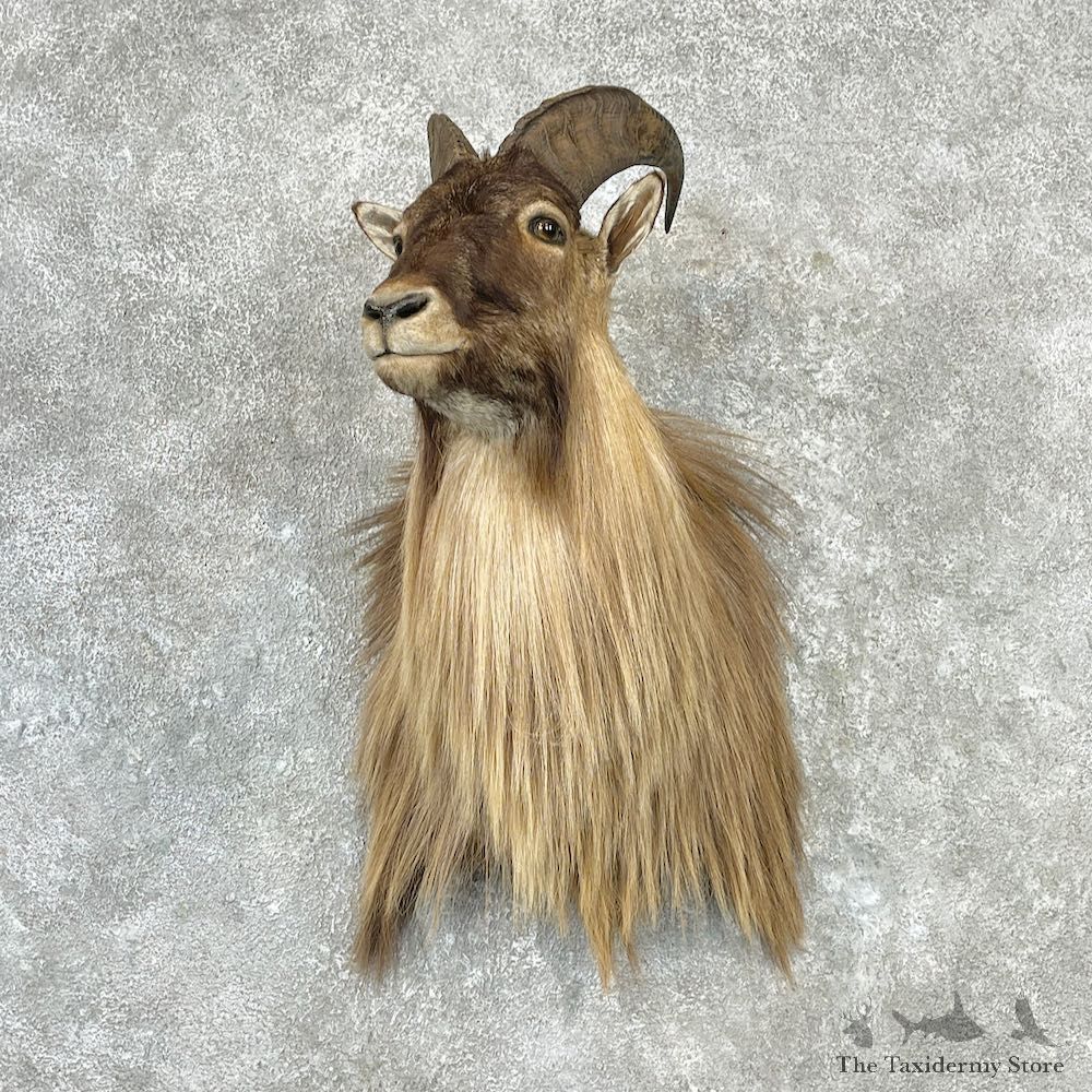 Himalayan Tahr Shoulder Mount For Sale #27085 @ The Taxidermy Store