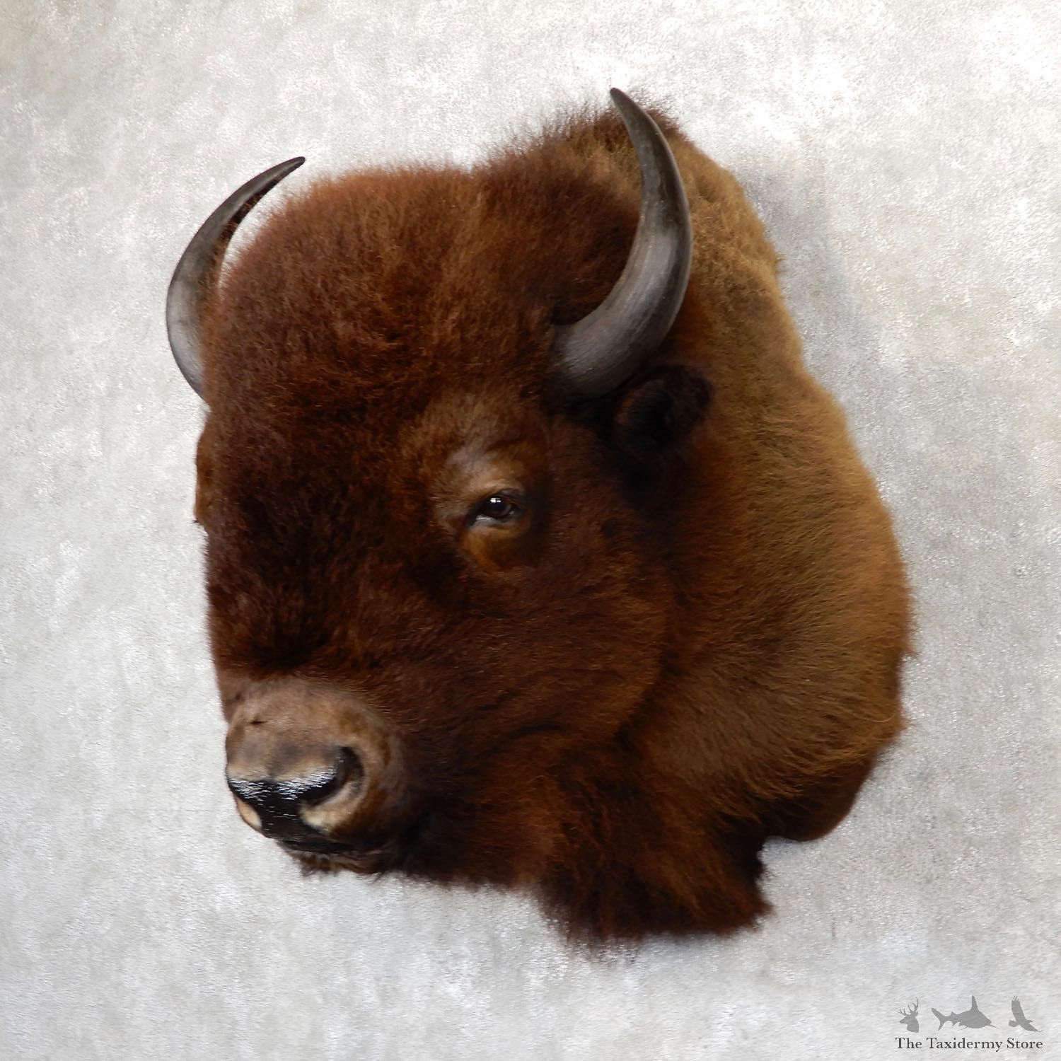 American Buffalo Shoulder Mount For Sale #19292 @ The Taxidermy Store
