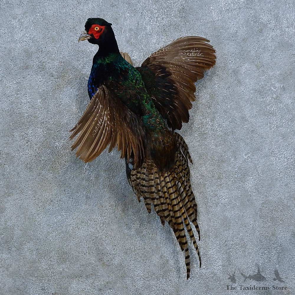 Black Pheasant Bird Mount For Sale #15420 @ The Taxidermy Store