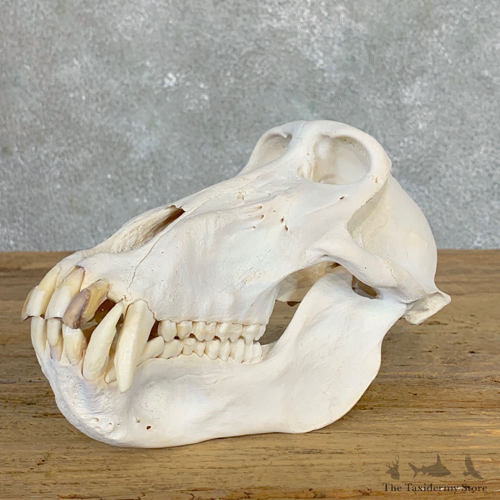 Chacma Baboon Taxidermy Full Skull Mount #22065 For Sale @The Taxidermy Store