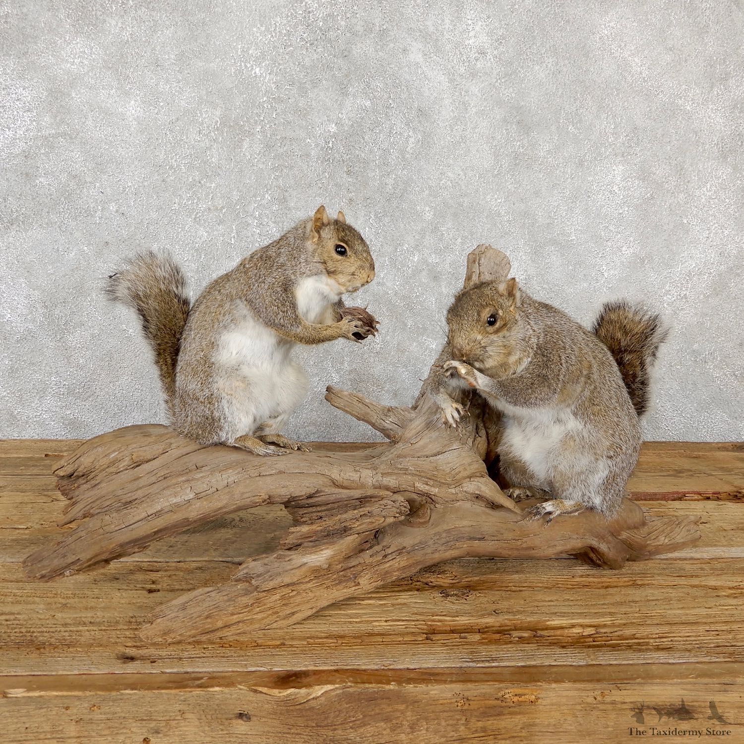 Grey Squirrel Life-Size Mount For Sale #19398 @ The Taxidermy Store