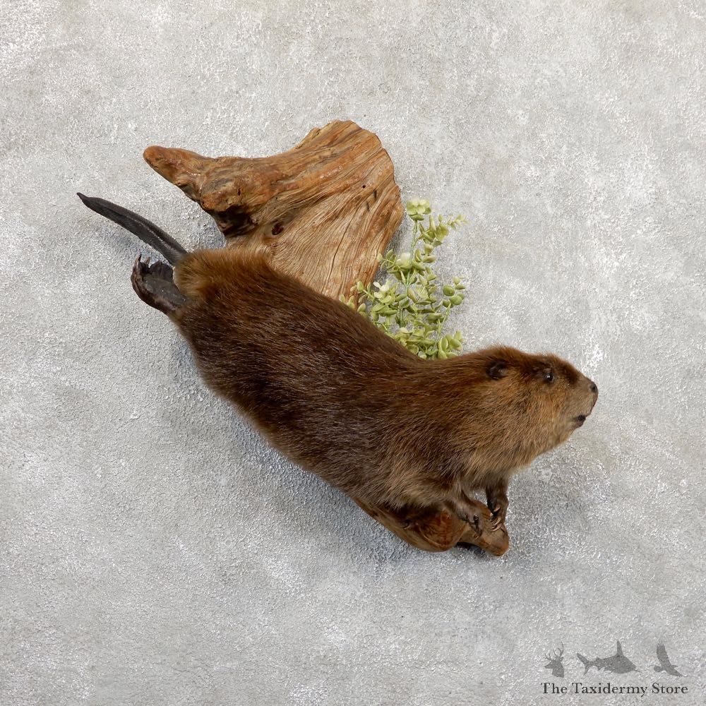 North American Beaver Mount For Sale #18878 @ The Taxidermy Store
