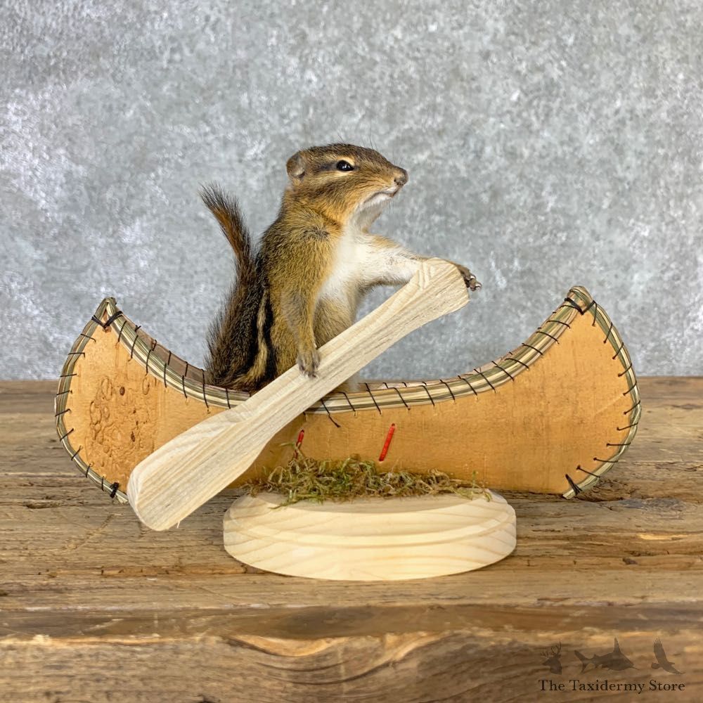 Canoe Chipmunk Novelty Mount For Sale #23250 @ The Taxidermy Store