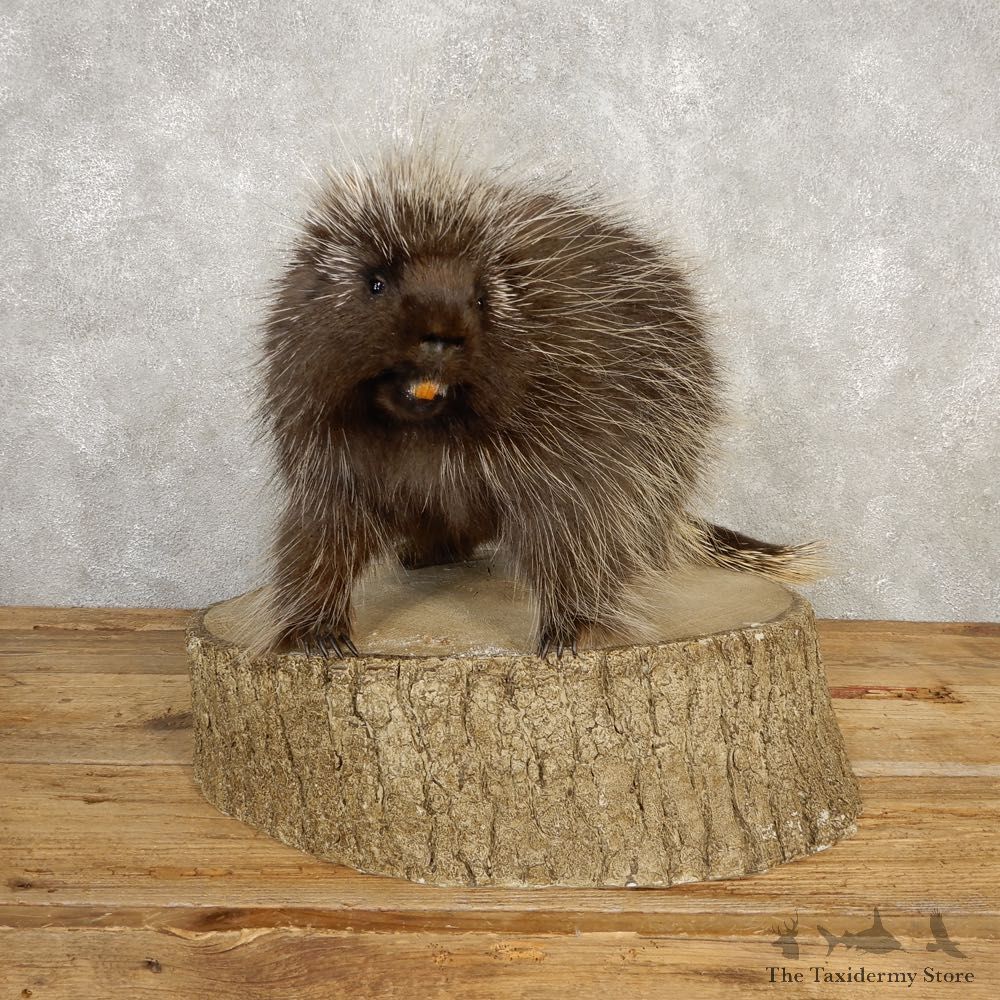 Porcupine Life-Size Mount For Sale #20391 @ The Taxidermy Store