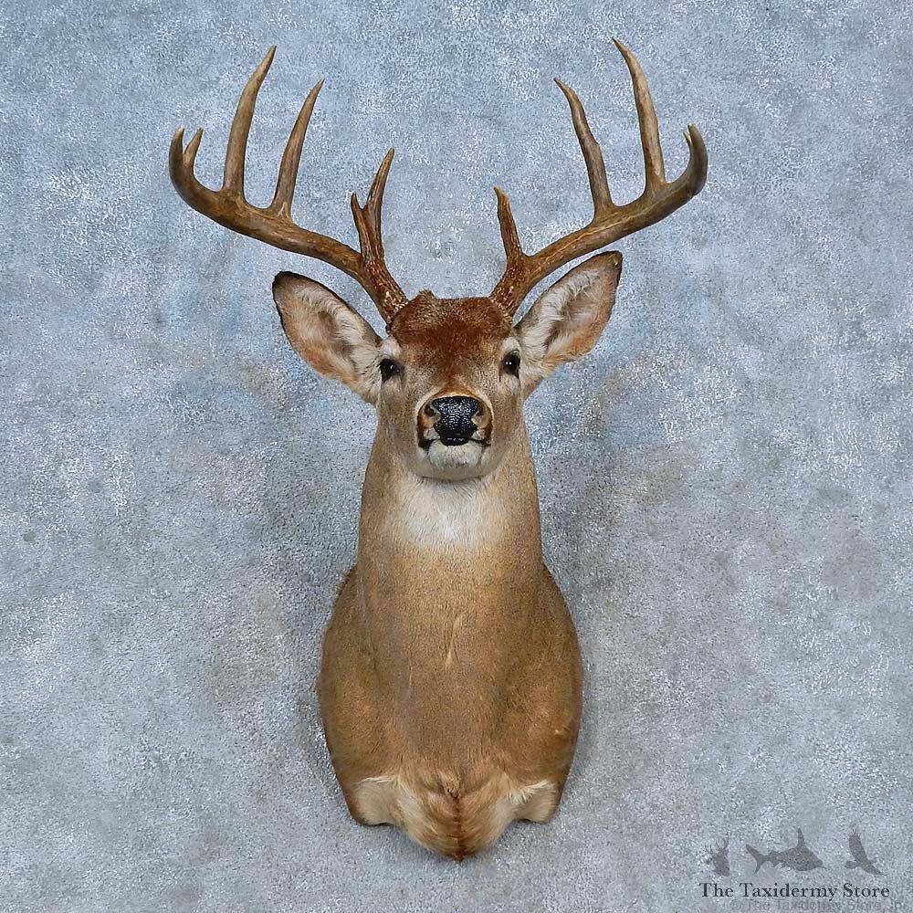 Whitetail Deer Shoulder Mount For Sale #15327 @ The Taxidermy Store