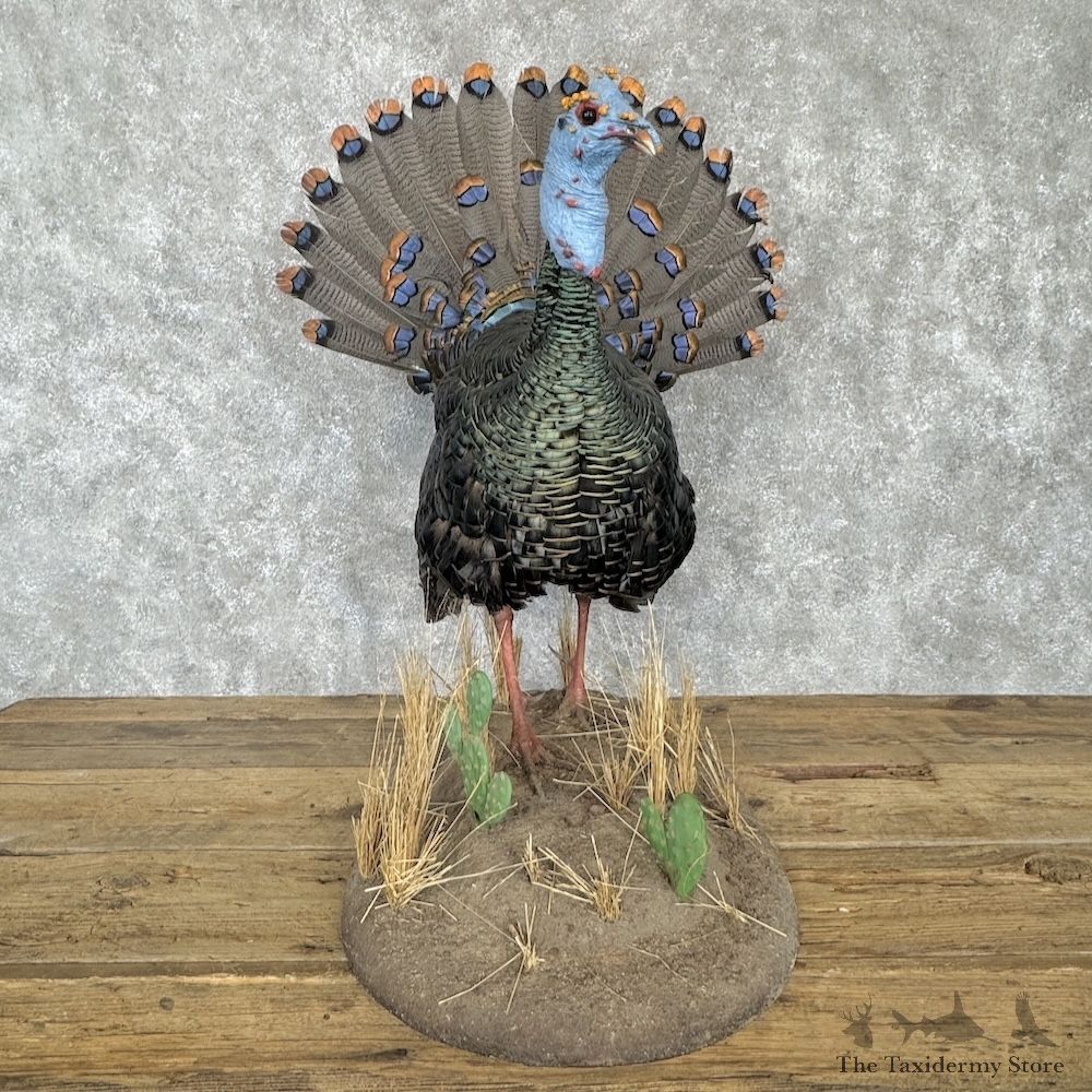Ocellated Turkey Bird Mount For Sale #30282 @ The Taxidermy Store