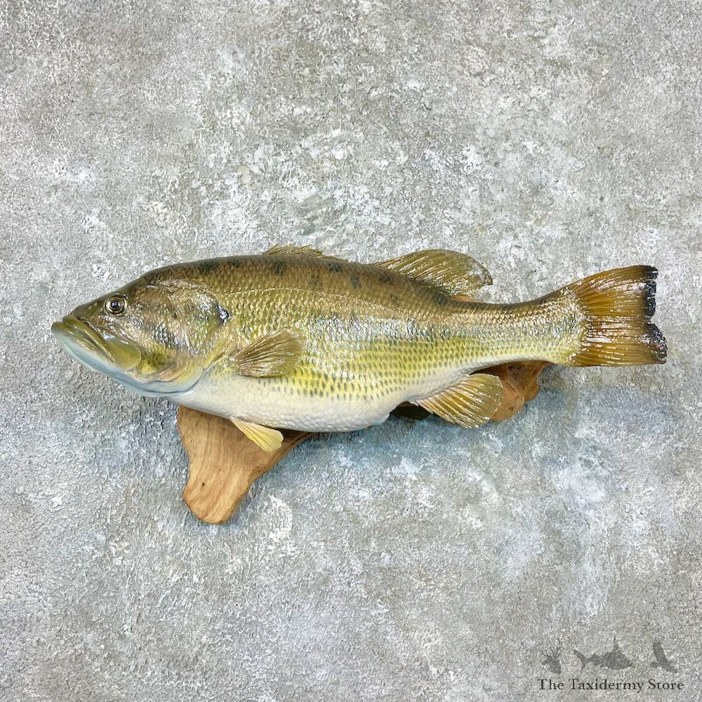 Largemouth Bass Fish Mount For Sale #26930 @ The Taxidermy Store