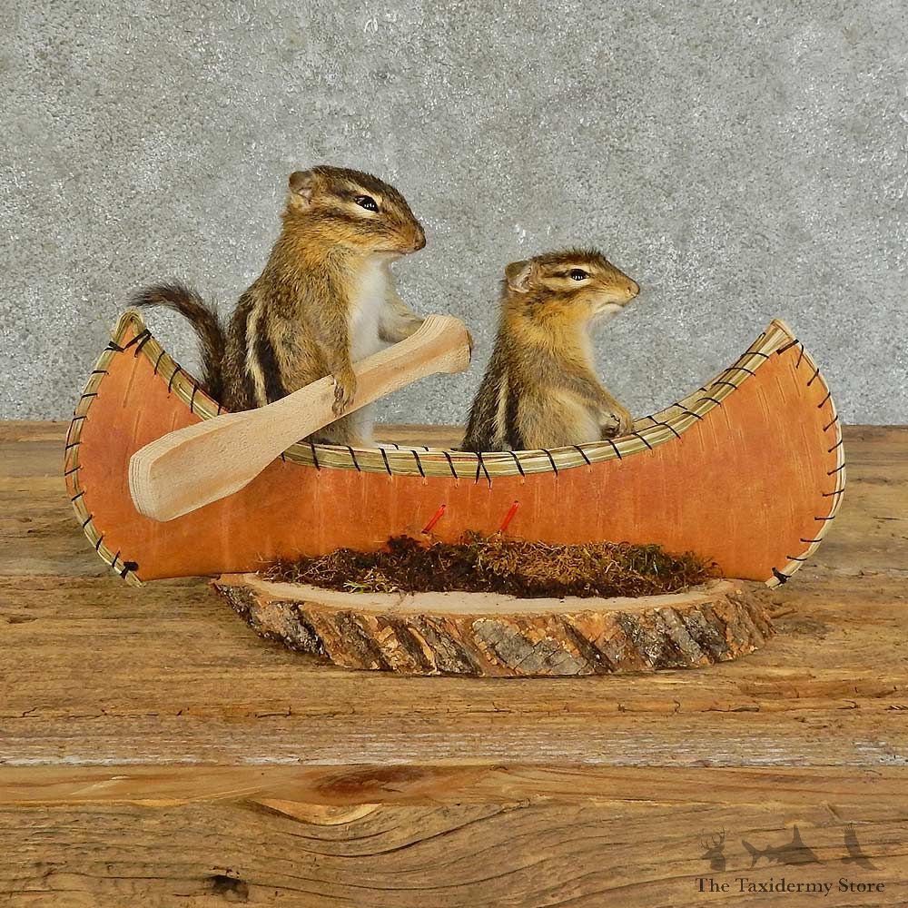 Canoe Chipmunk Pair Novelty Mount For Sale #16108 @ The Taxidermy Store