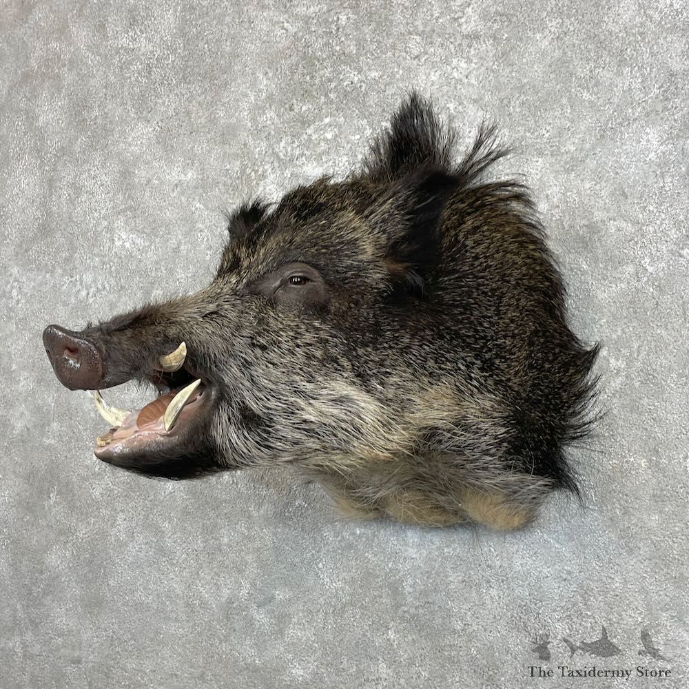 Russian Boar Shoulder Mount For Sale #28003 @ The Taxidermy Store