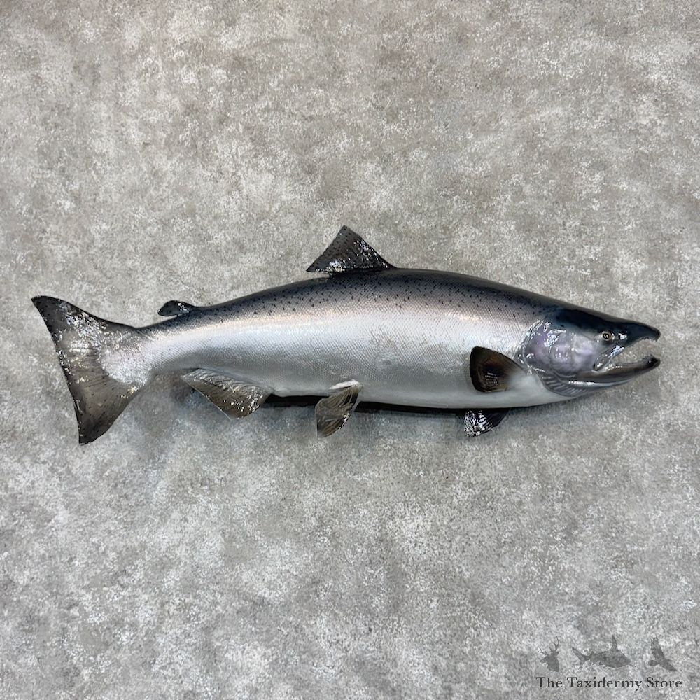 King Chinook Salmon Fish Mount For Sale #30156 @ The Taxidermy Store