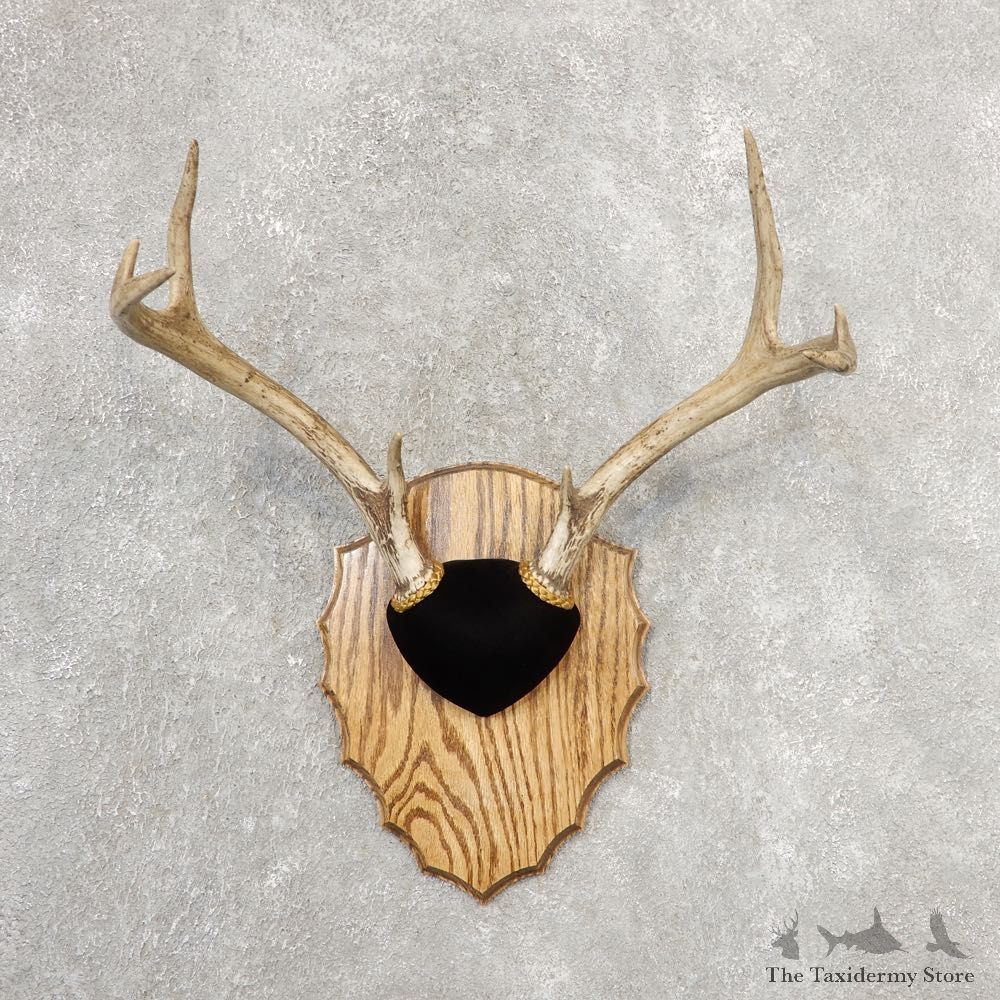 Whitetail Deer Antler Plaque Mount For Sale #21155 @ The Taxidermy Store