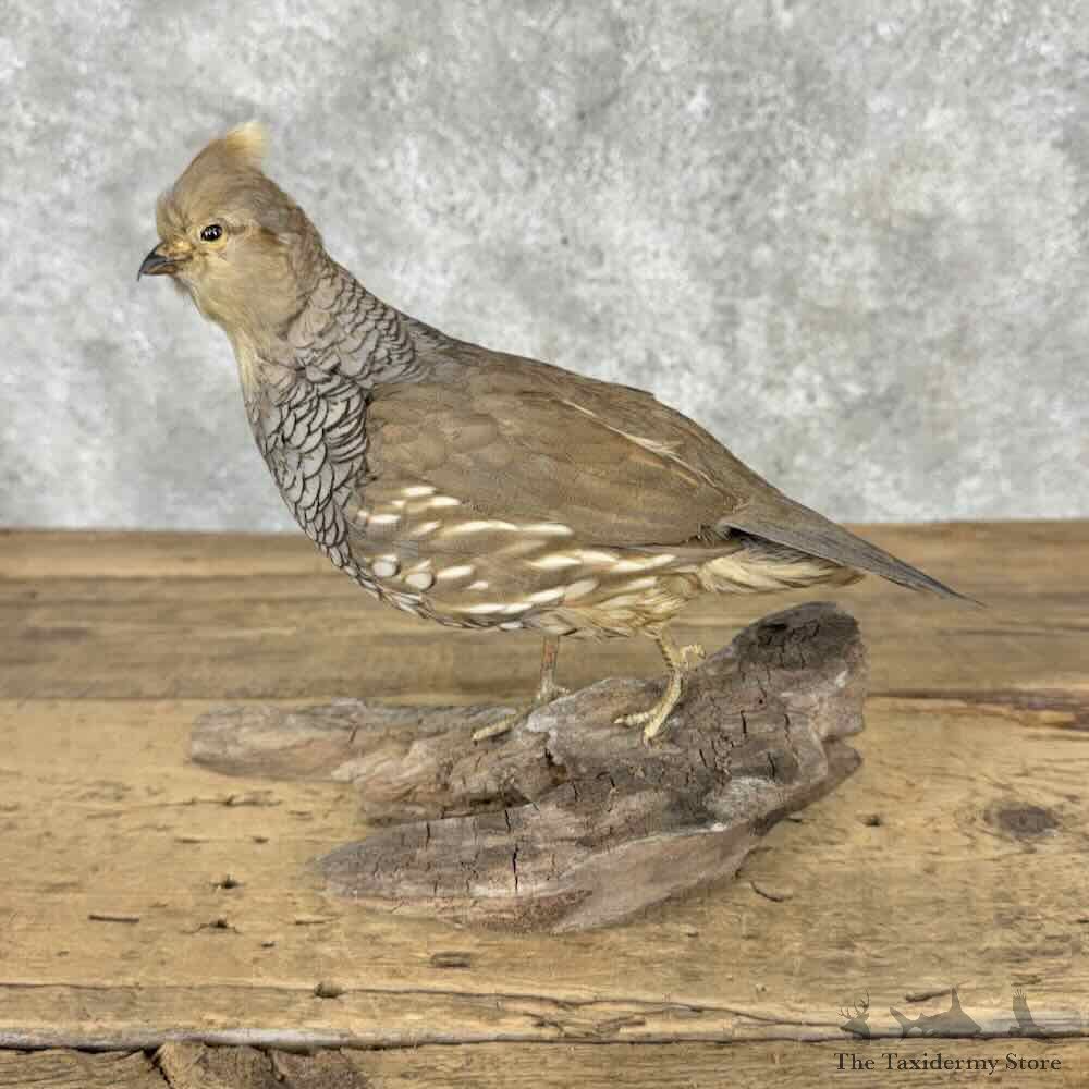 Scaled Quail Bird Mount For Sale #32036 @ The Taxidermy Store