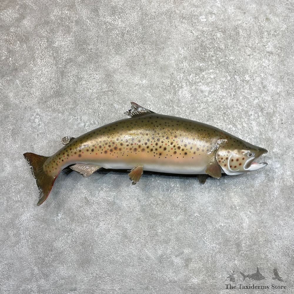 Brown Trout Fish Mount For Sale #27521 @ The Taxidermy Store