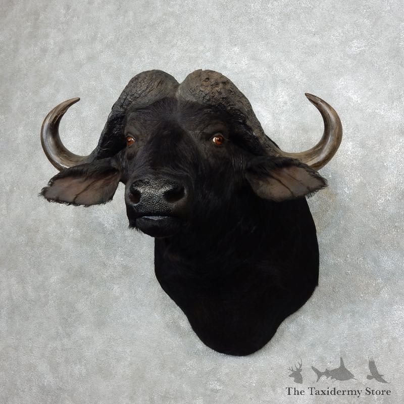 African Cape Buffalo Shoulder Mount For Sale #17981 @ The Taxidermy Store