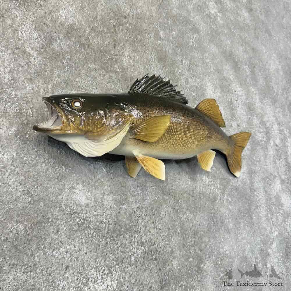 Walleye Fish Mount For Sale #31298 @ The Taxidermy Store