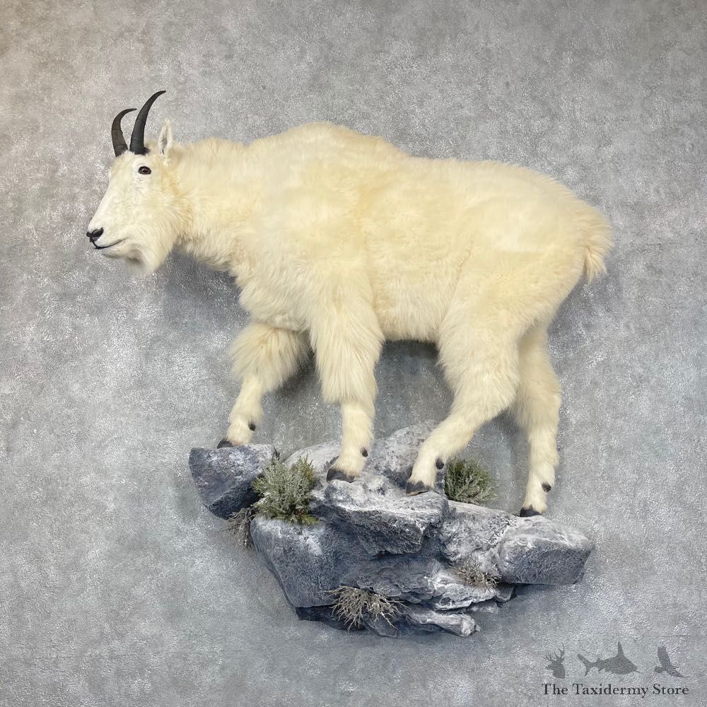 Mountain Goat Life-Size Mount For Sale #24417 @ The Taxidermy Store