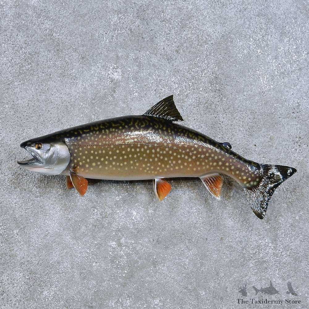 Splake Fish Mount For Sale #14098 @ The Taxidermy Store
