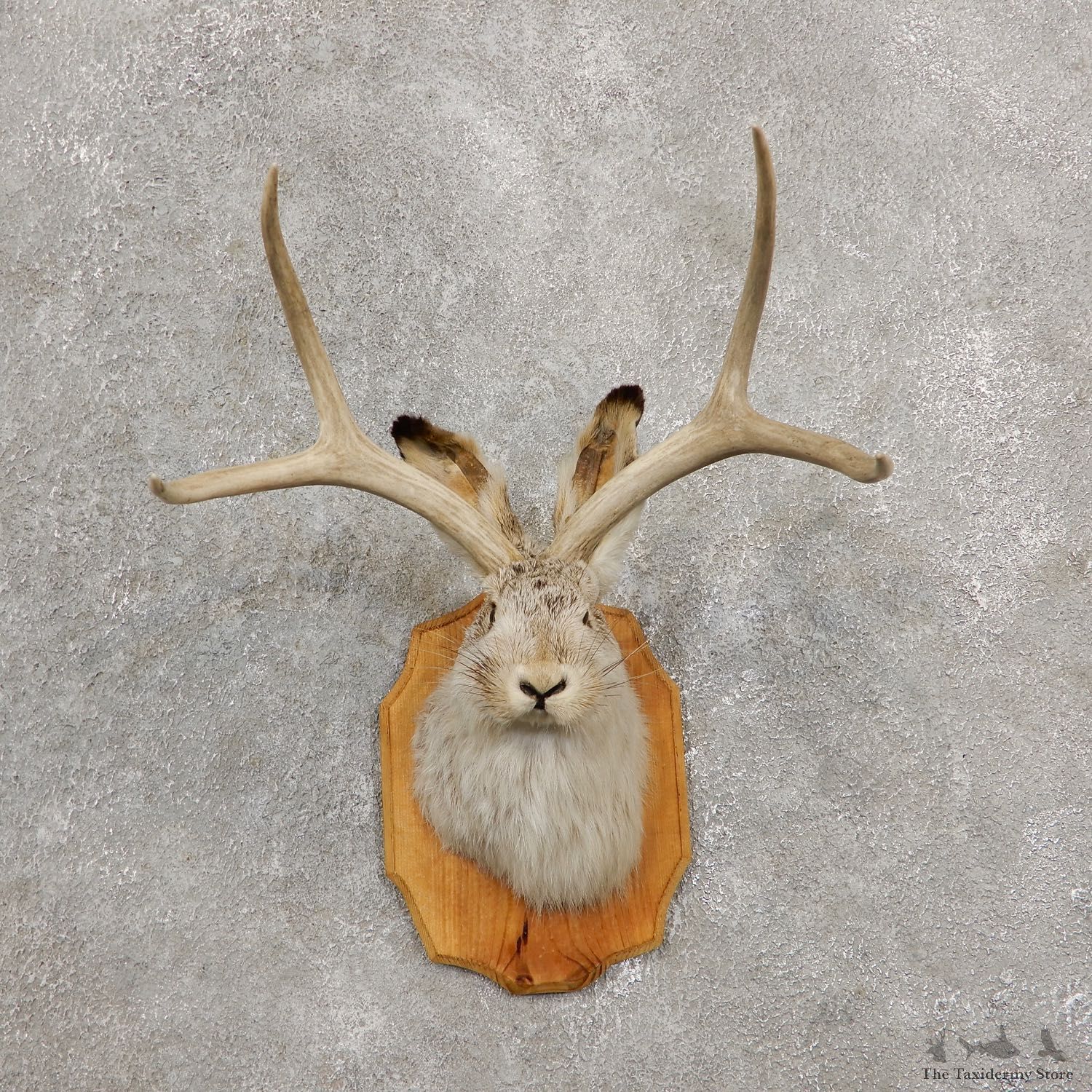 Jackalope Shoulder Mount For Sale #19238 @ The Taxidermy Store