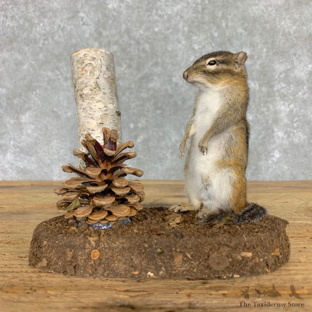 Chipmunk Life-Size Mount For Sale #23474 @ The Taxidermy Store