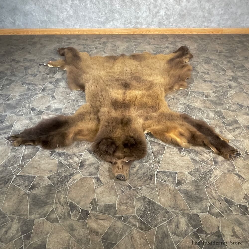 Grizzly Bear Full Size Hide For Sale #27888 @ The Taxidermy Store