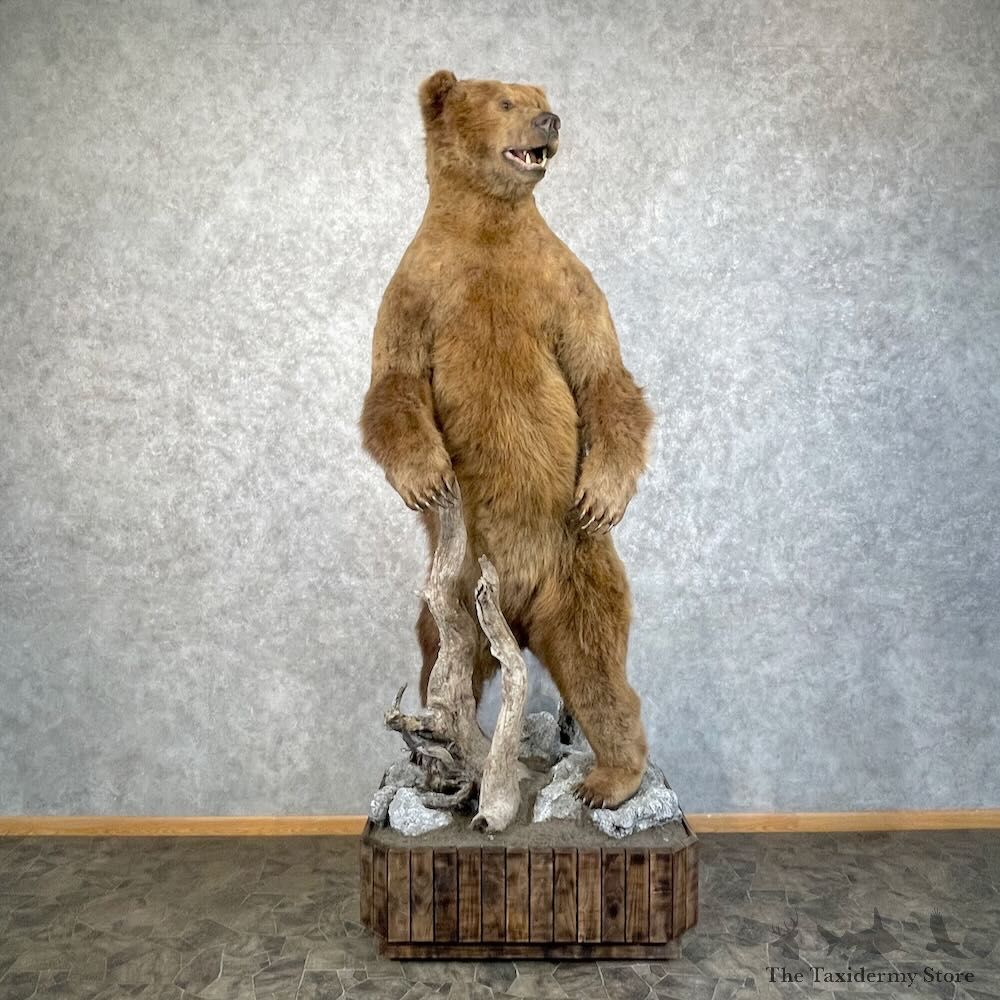 Brown Bear Life Size Mount For Sale #28474 @ The Taxidermy Store