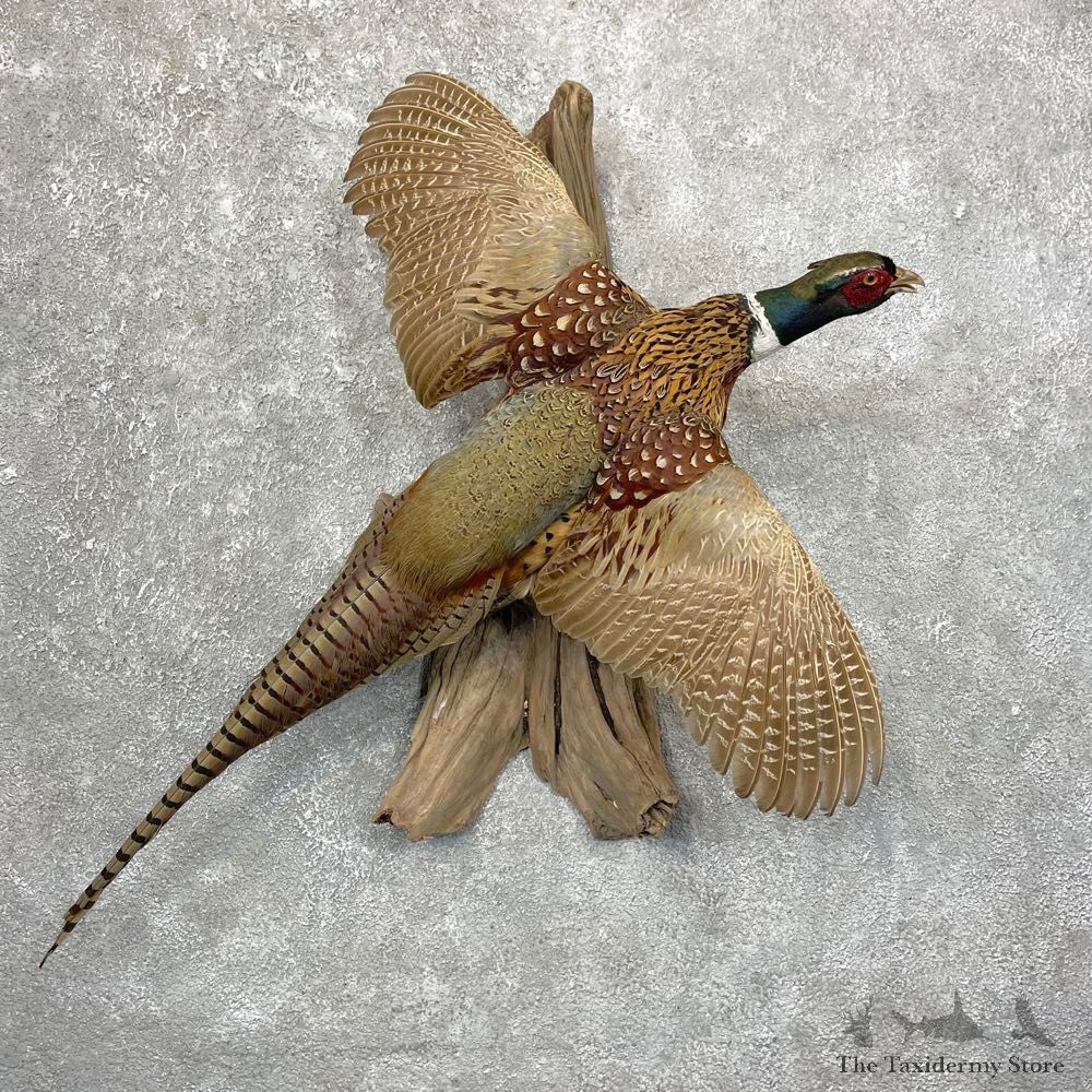 Ringneck Pheasant Bird Mount For Sale #24652 @ The Taxidermy Store