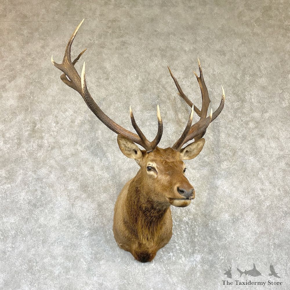 Rocky Mountain Elk Shoulder Mount For Sale #26467 @ The Taxidermy Store