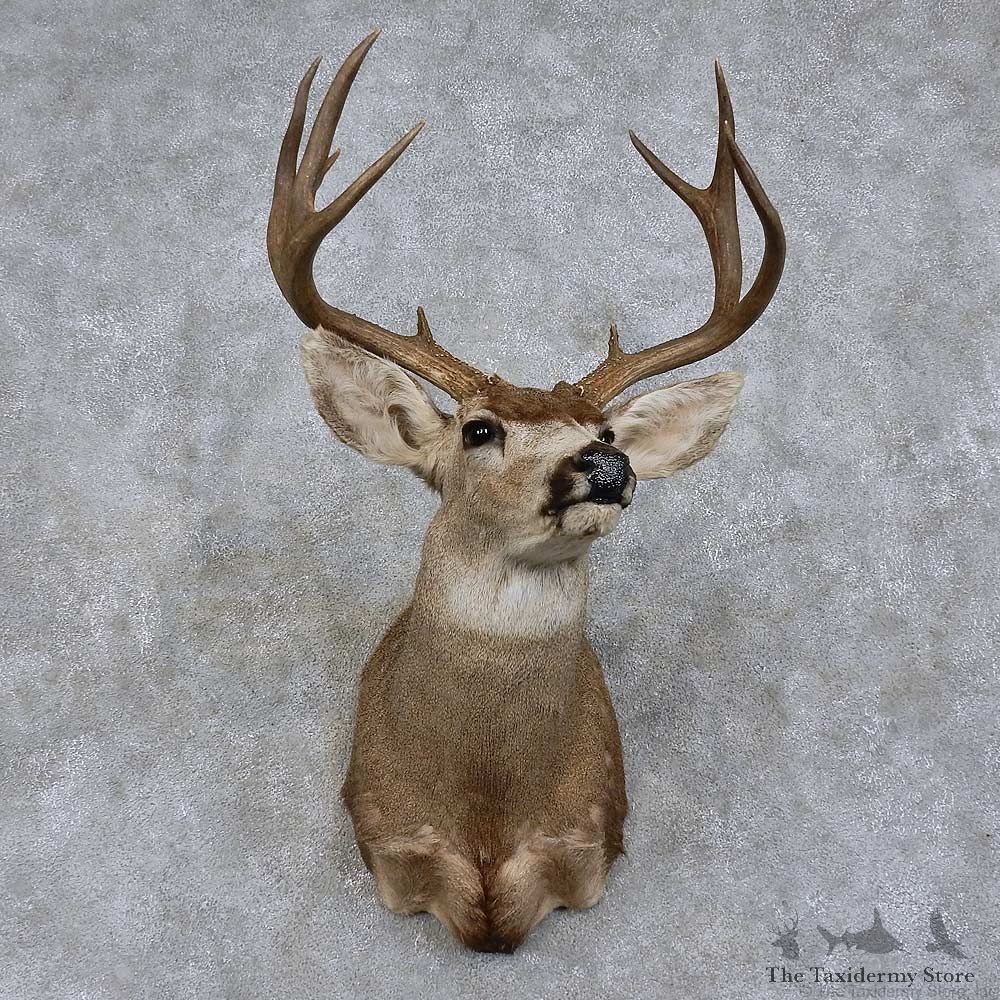 Mule Deer Shoulder Mount For Sale #15747 @ The Taxidermy Store