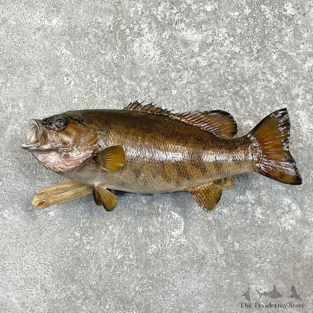 Smallmouth Bass Fish Mount For Sale #27389 @ The Taxidermy Store