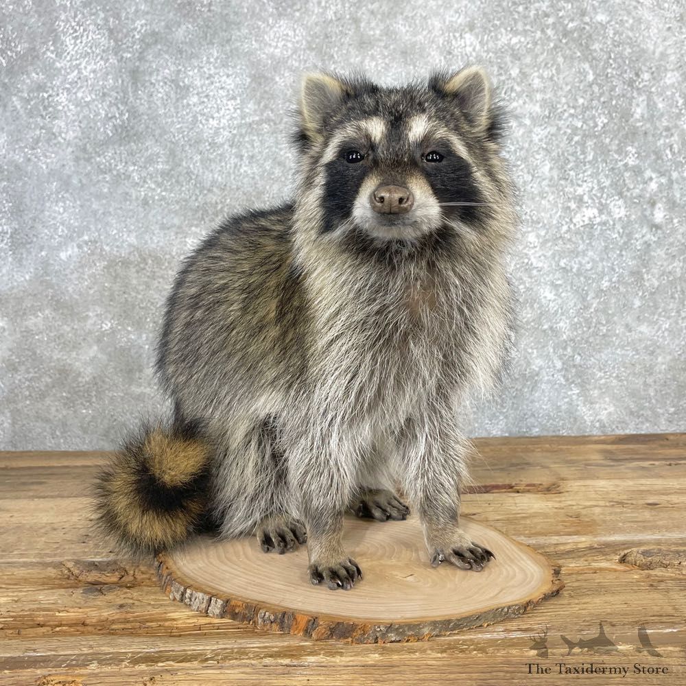 Raccoon Life-Size Mount For Sale #25042 @ The Taxidermy Store