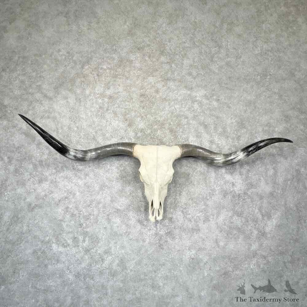 Longhorn Steer Skull European Mount For Sale #32309 @ The Taxidermy Store