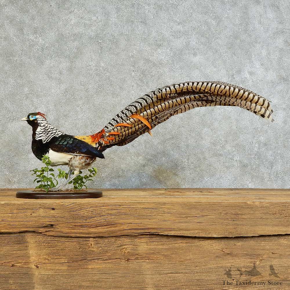 Lady Amherst Pheasant Bird Mount For Sale #16122 @ The Taxidermy Store