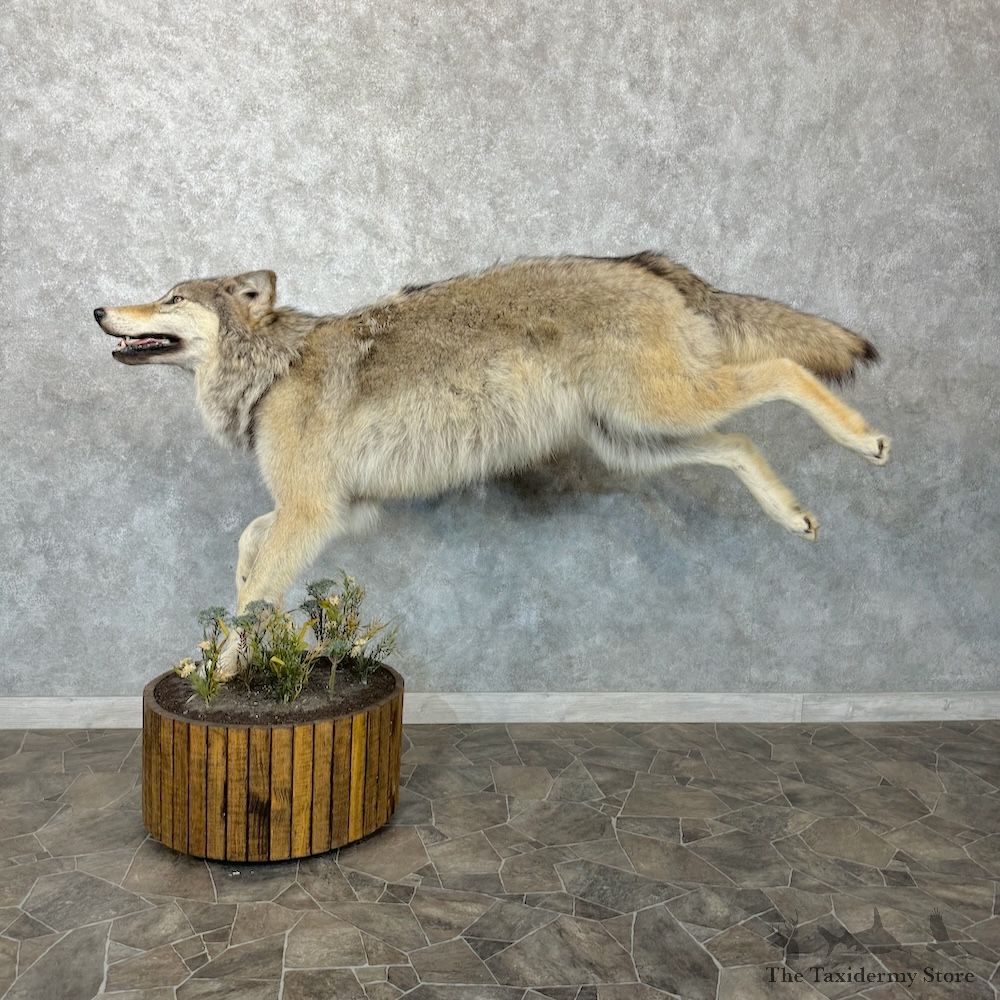 Alaskan Grey Wolf Life-Size Mount For Sale #29648 @ The Taxidermy Store