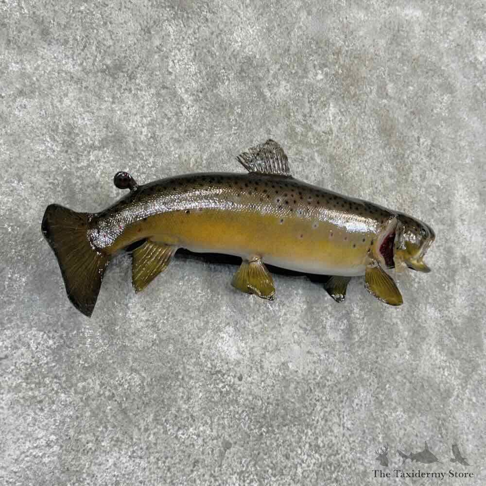 Brown Trout Fish Mount For Sale #32096 @ The Taxidermy Store