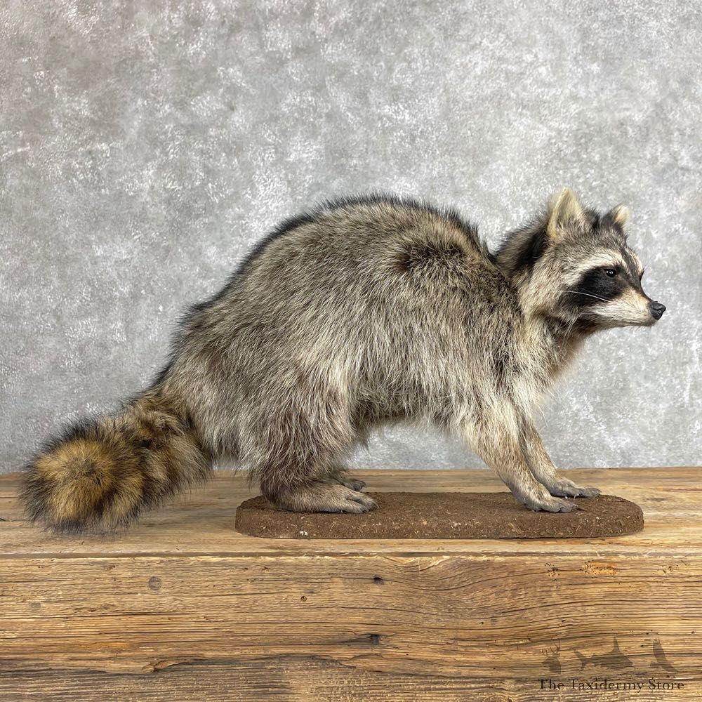 Raccoon Life-Size Mount For Sale #24058 @ The Taxidermy Store