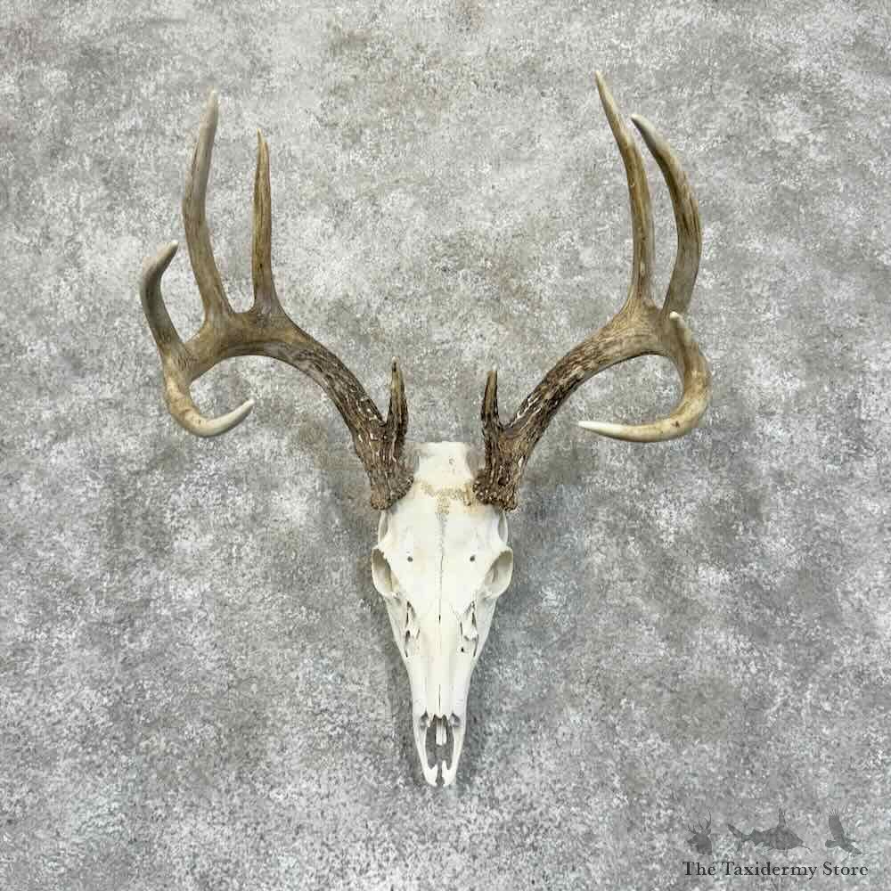 Whitetail Deer Skull European Mount For Sale #30573 @ The Taxidermy Store